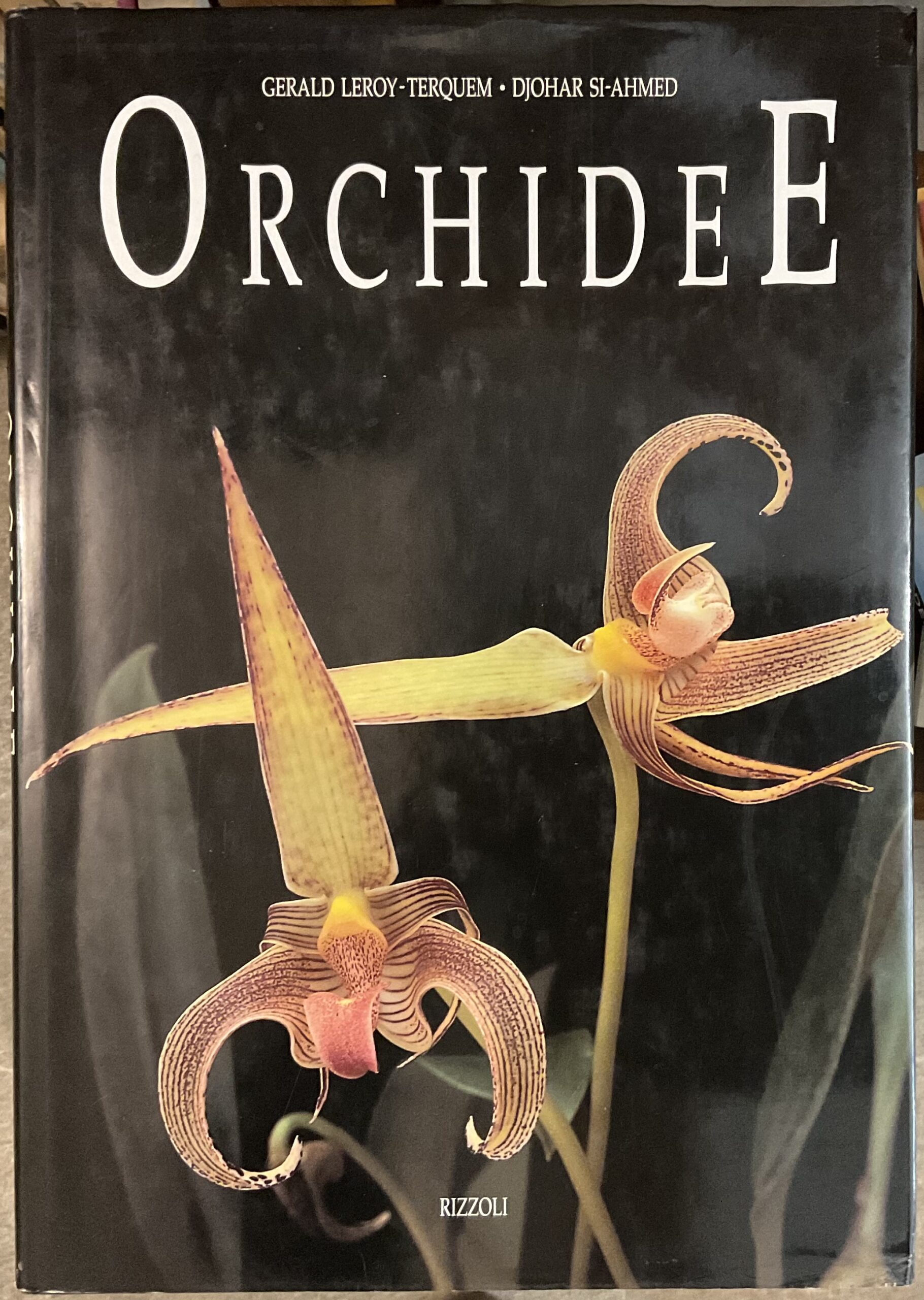 Orchidee