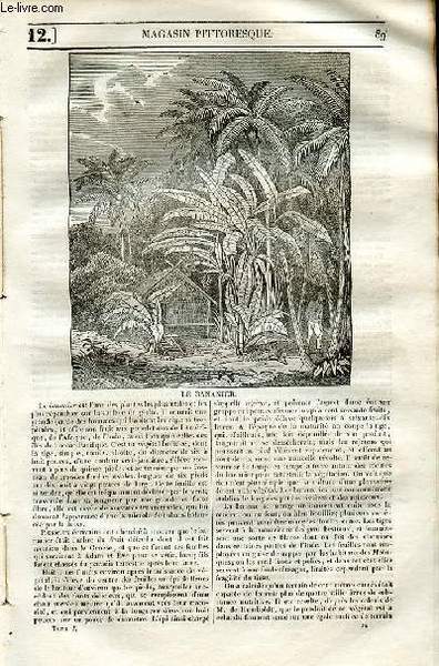 LE MAGASIN PITTORESQUE - Livraison n°0012 - Le bananier.