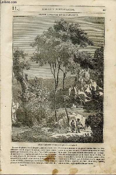 LE MAGASIN PITTORESQUE - Livraison n°011 - Arbre à poivre …