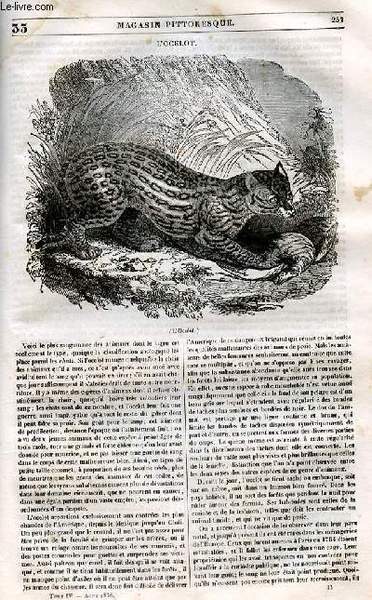 LE MAGASIN PITTORESQUE - Livraison n°033 - L'ocelot.