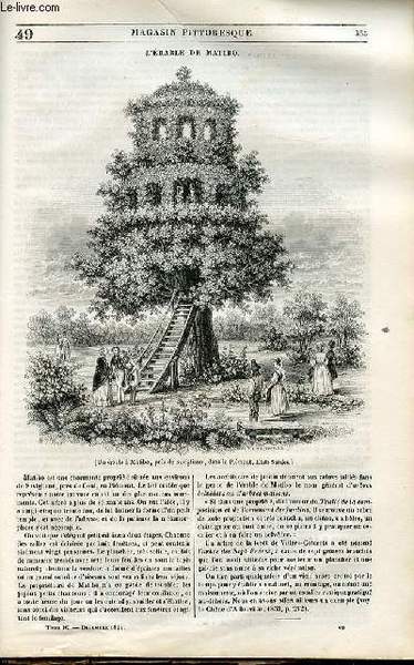 LE MAGASIN PITTORESQUE - Livraison n°049 - L'érable de Matibo.