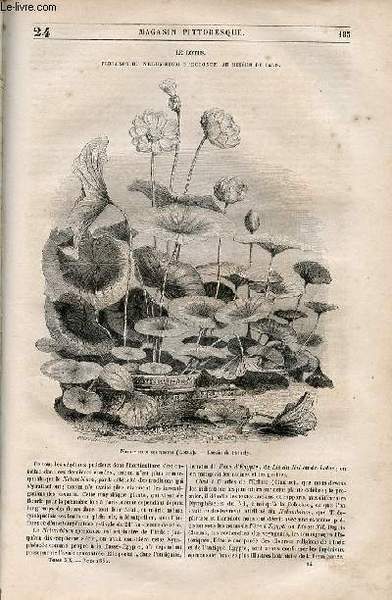 LE MAGASIN PITTORESQUE - Livraison n°024 - Le lotus - …