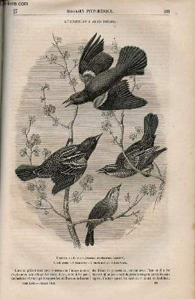 LE MAGASIN PITTORESQUE - Livraison n°027 - L'étourneau à ailes …