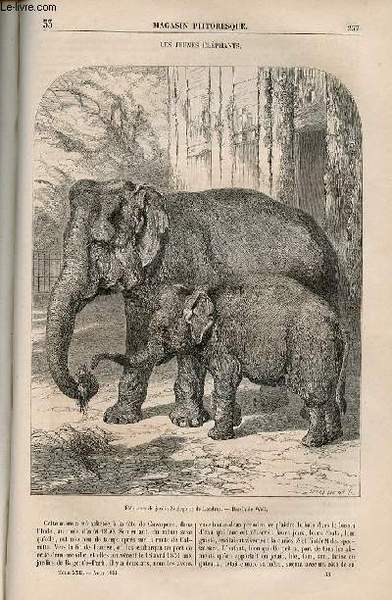 LE MAGASIN PITTORESQUE - Livraison n°033 - Les jeunes éléphants.