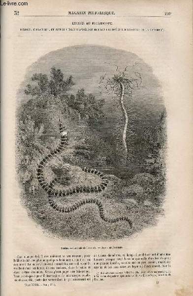 LE MAGASIN PITTORESQUE - Livraison n°032 - Etudes au microscope …
