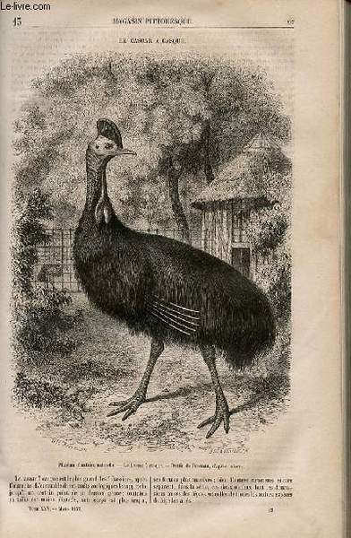 LE MAGASIN PITTORESQUE - Livraison n°013 - Le casoar à …