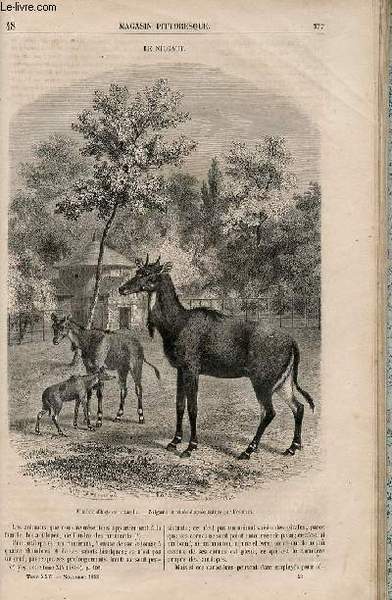 LE MAGASIN PITTORESQUE - Livraison n°048 - Le nilgaut.