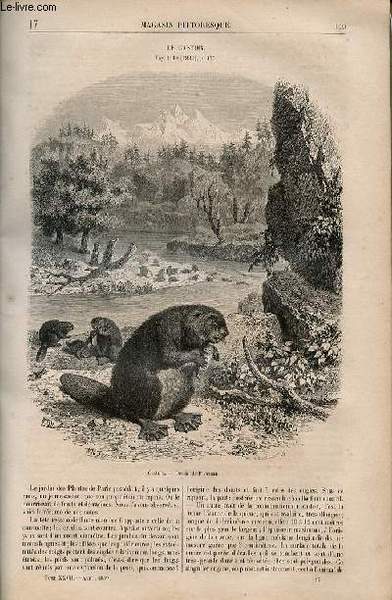 LE MAGASIN PITTORESQUE - Livraison n°017 - Le castor.