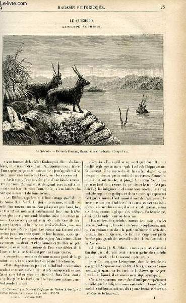 LE MAGASIN PITTORESQUE - Livraison n°04 - Le quichobo, antilope …