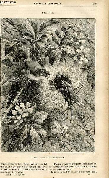 LE MAGASIN PITTORESQUE - Livraison n°40 - L'intrus.