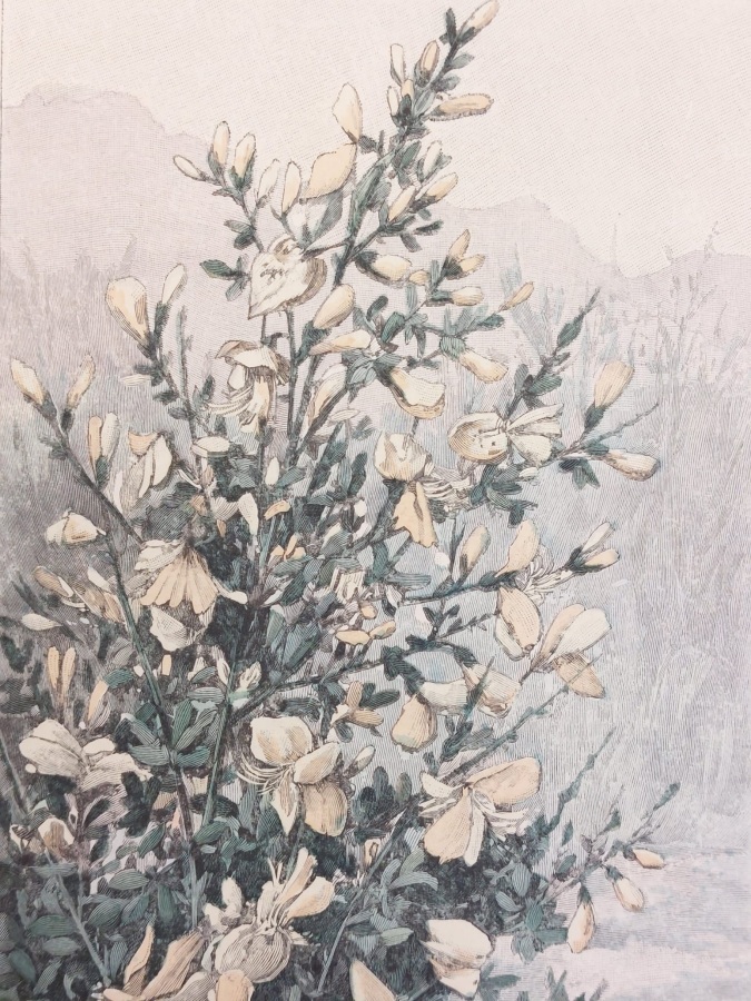 Le livre des fleurs. Ouvrage orné de 80 compositions en …