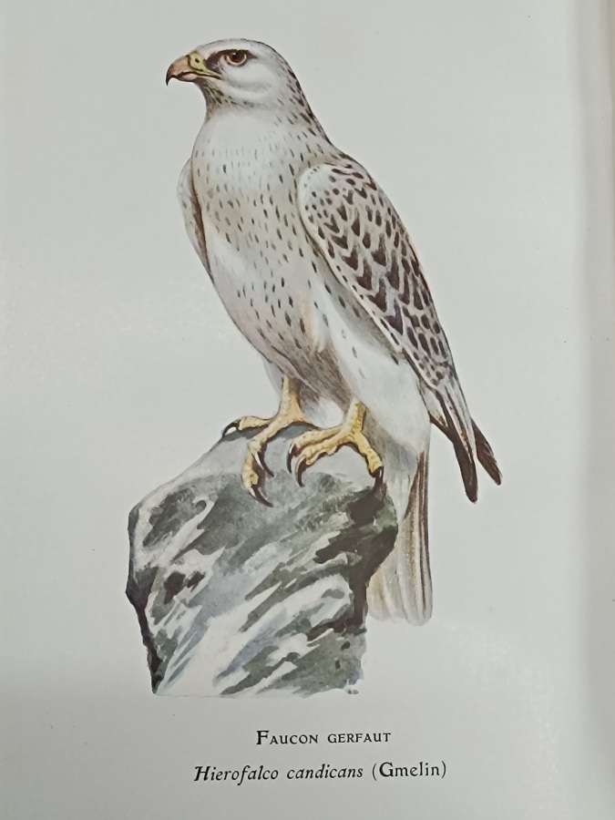 Les oiseaux nuisibles de France et les modes de chasse …