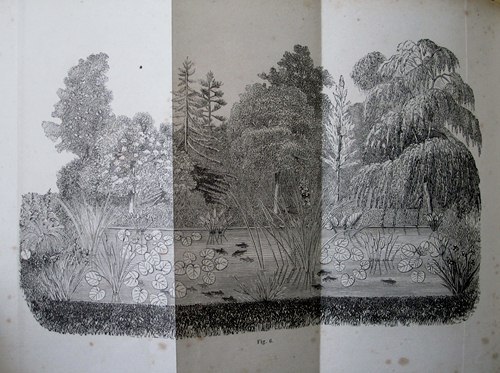 Culture des Plantes aquatiques.