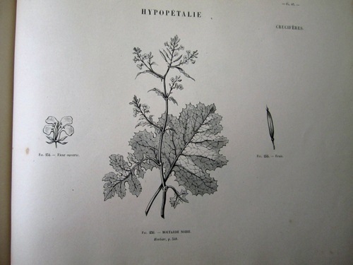 Album de Botanique. Herbier.