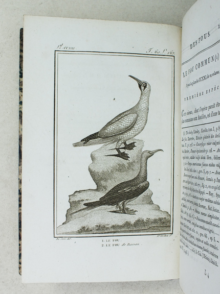 Histoire Naturelle des Oiseaux, par Leclerc de Buffon. Tome Vingt-Quatrième …
