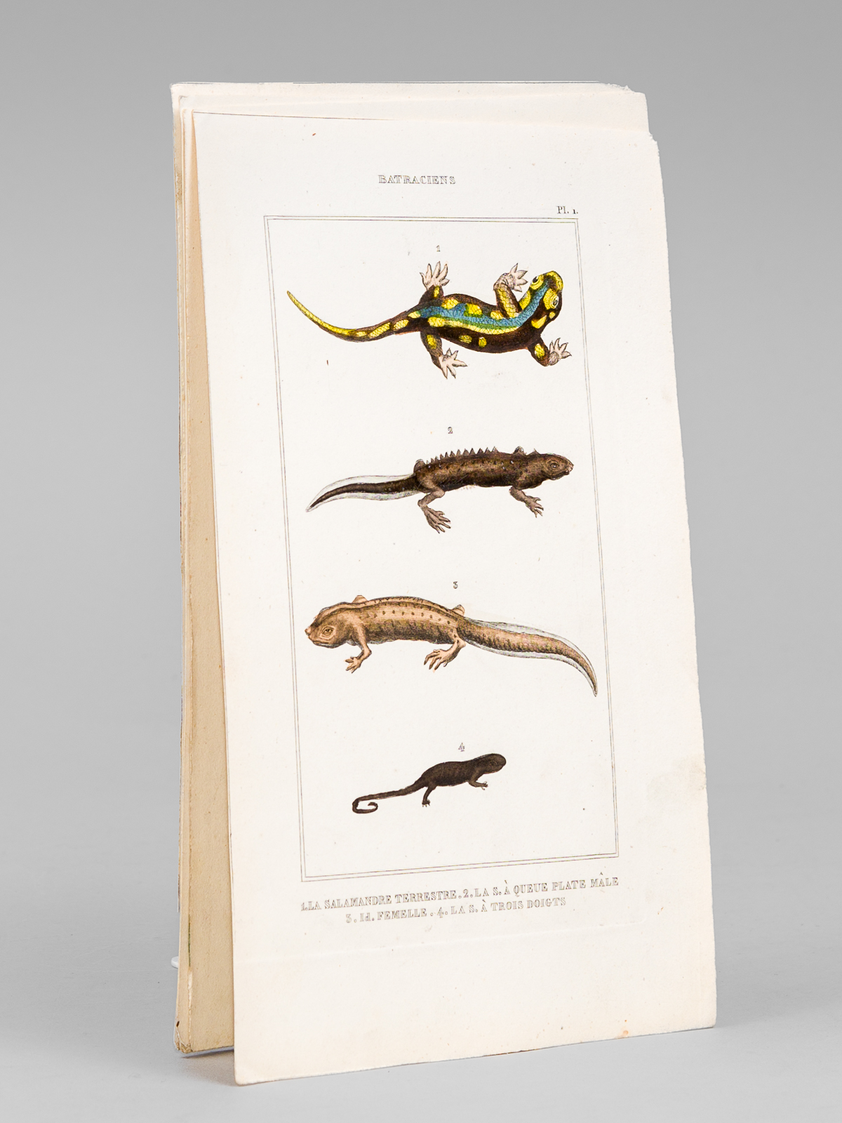 Batraciens [ Lot de 6 planches coloriées au pinceau ] …