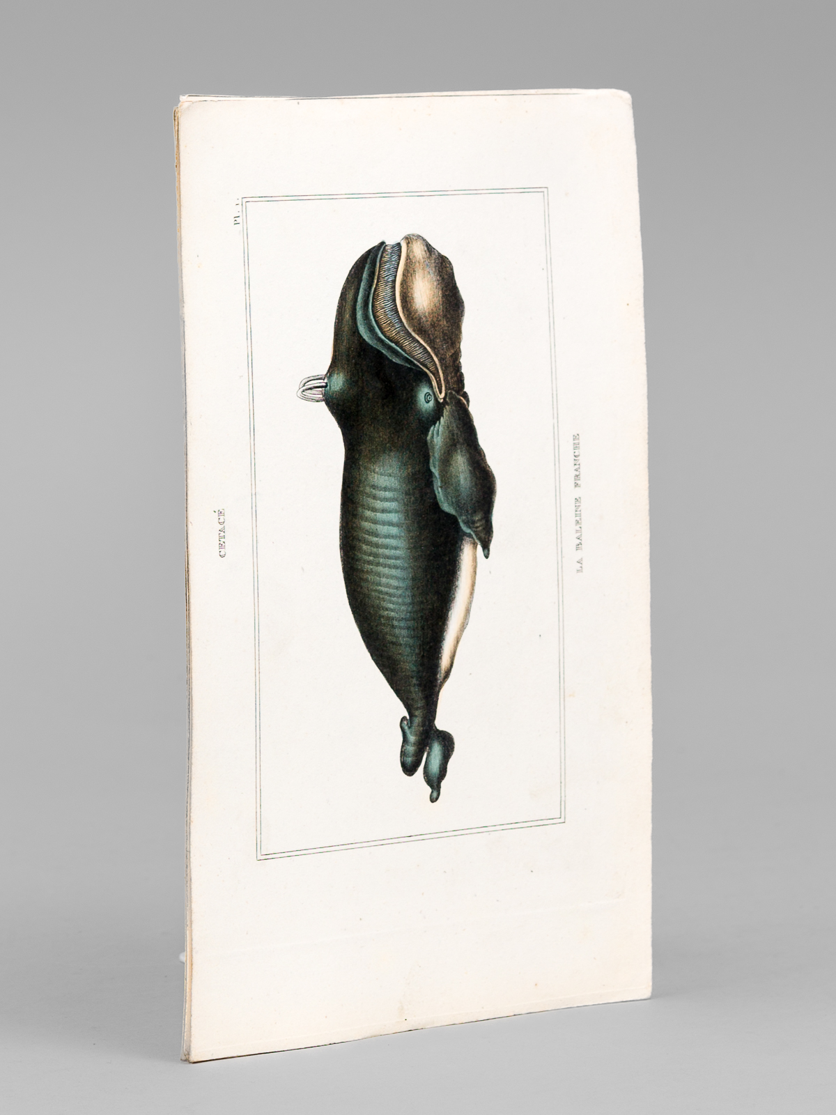 Cétacés [ Lot de 5 planches coloriées au pinceau ] …