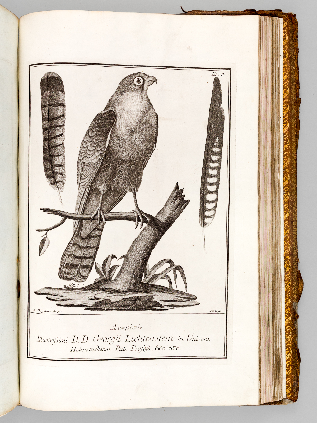 Deliciae Florae et Faunae Insubricae (3 Tomes - Complet) [Edition …