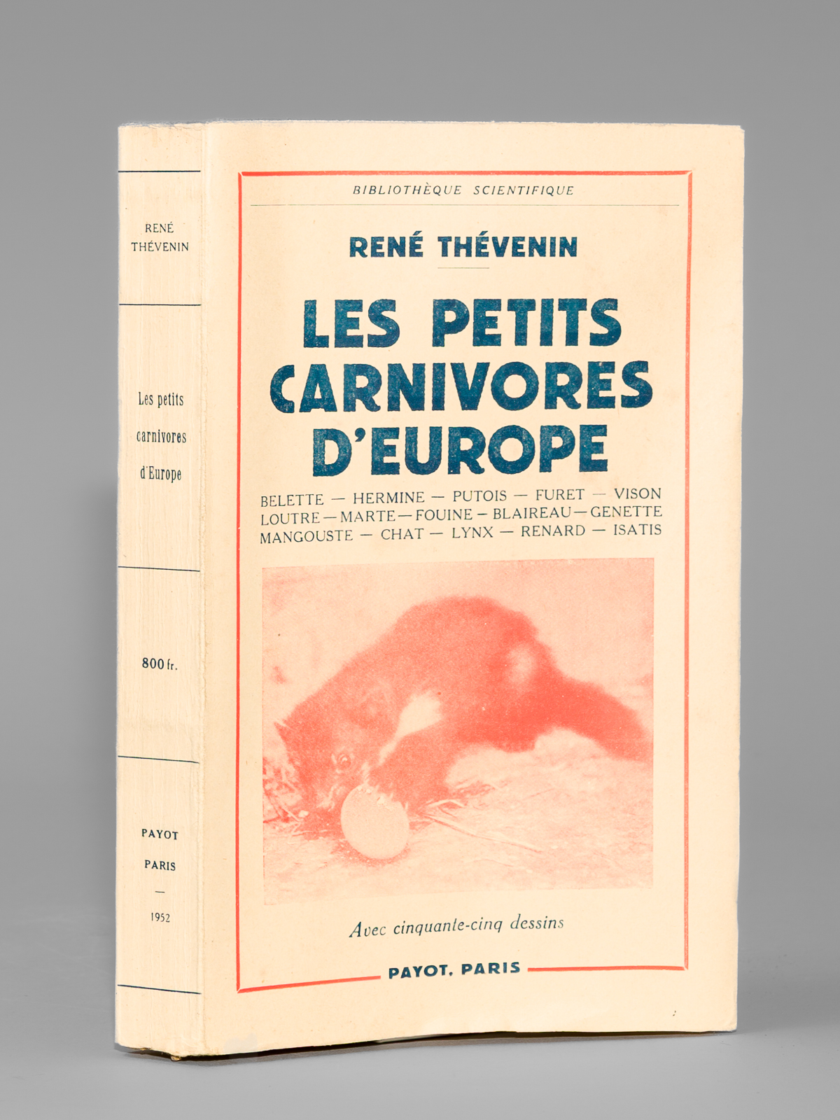 Les petits carnivores d'Europe. Belette, hermine, putois, furet, vison, loutre, …