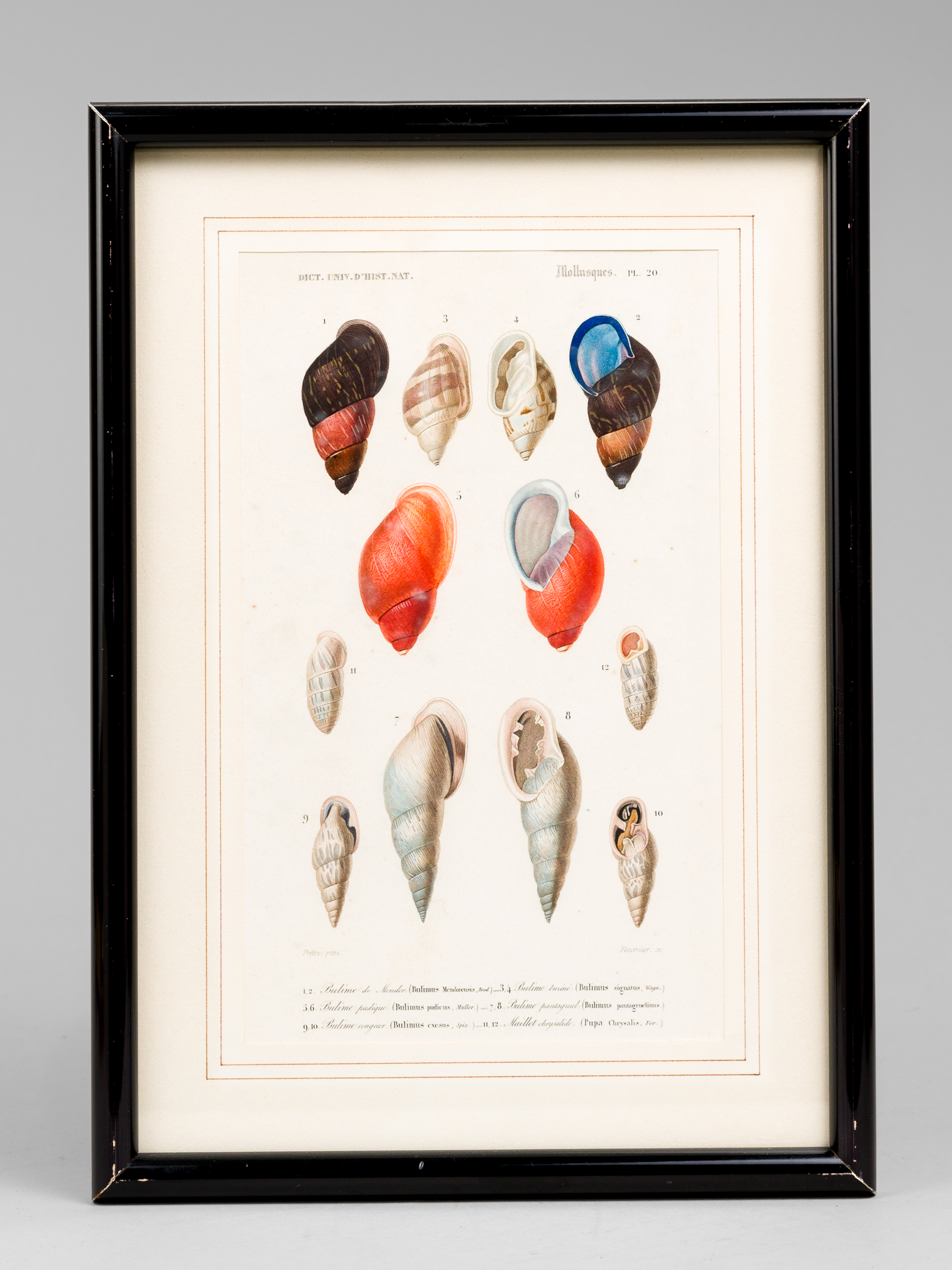 Mollusques. Planche 20 : Bulime de Mendor, Bulime buriné, Bulime …