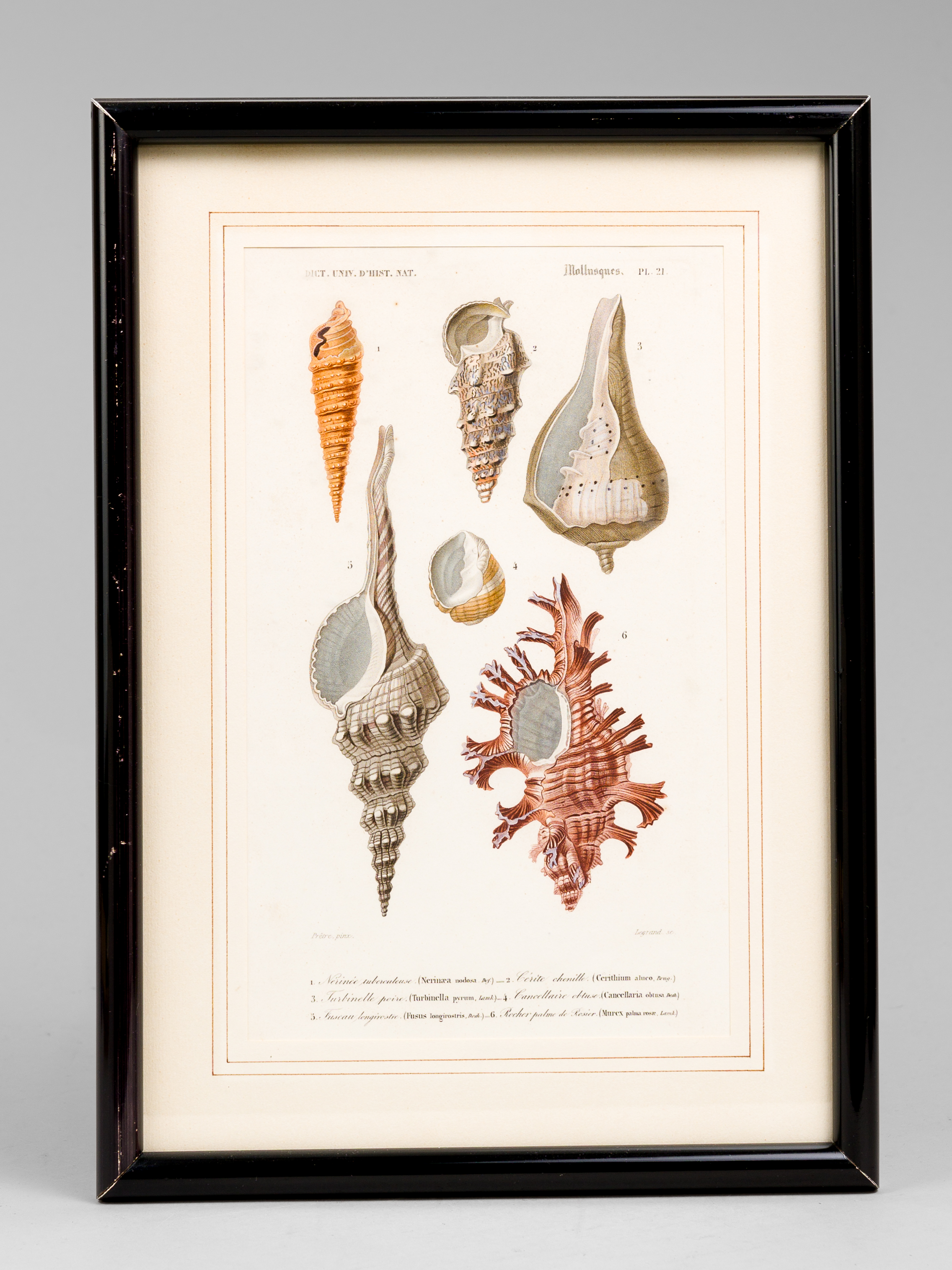 Mollusques. Planche 21 : Nérinée tuberculeuse - Cérite chenille - …