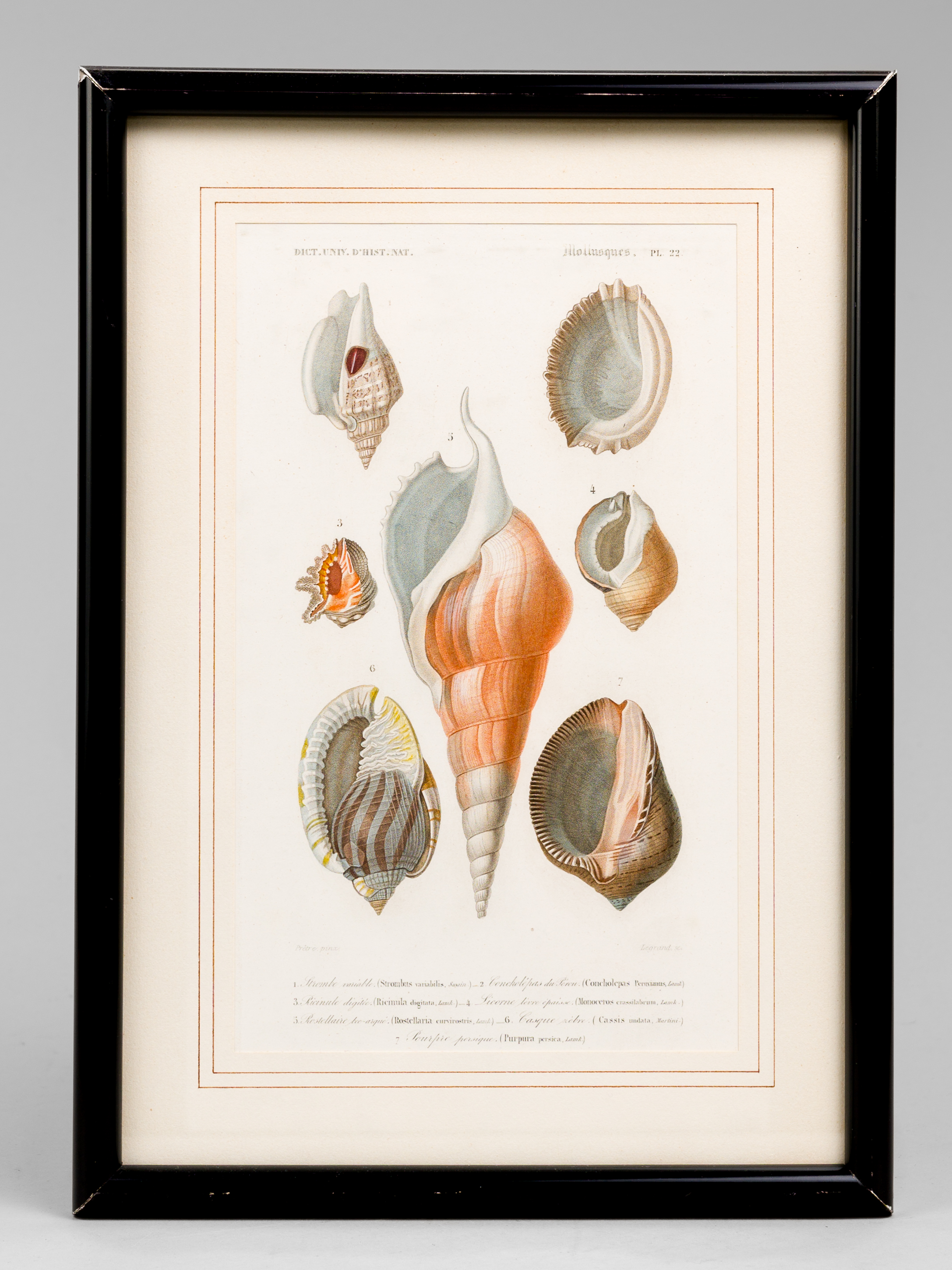 Mollusques. Planche 22 : Strombe variable - Concholépas du Pérou …
