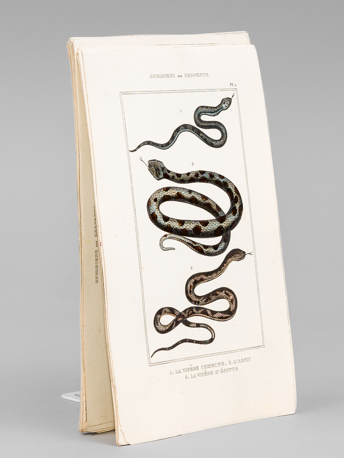Ophidiens ou Serpents [ Lot de 20 planches coloriées au …