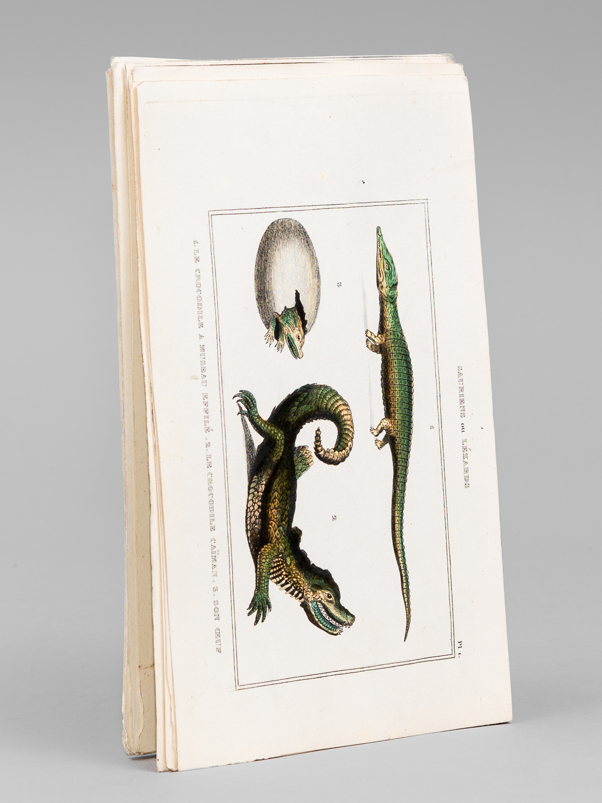 Sauriens ou Lézards [ Lot de 12 planches coloriées au …