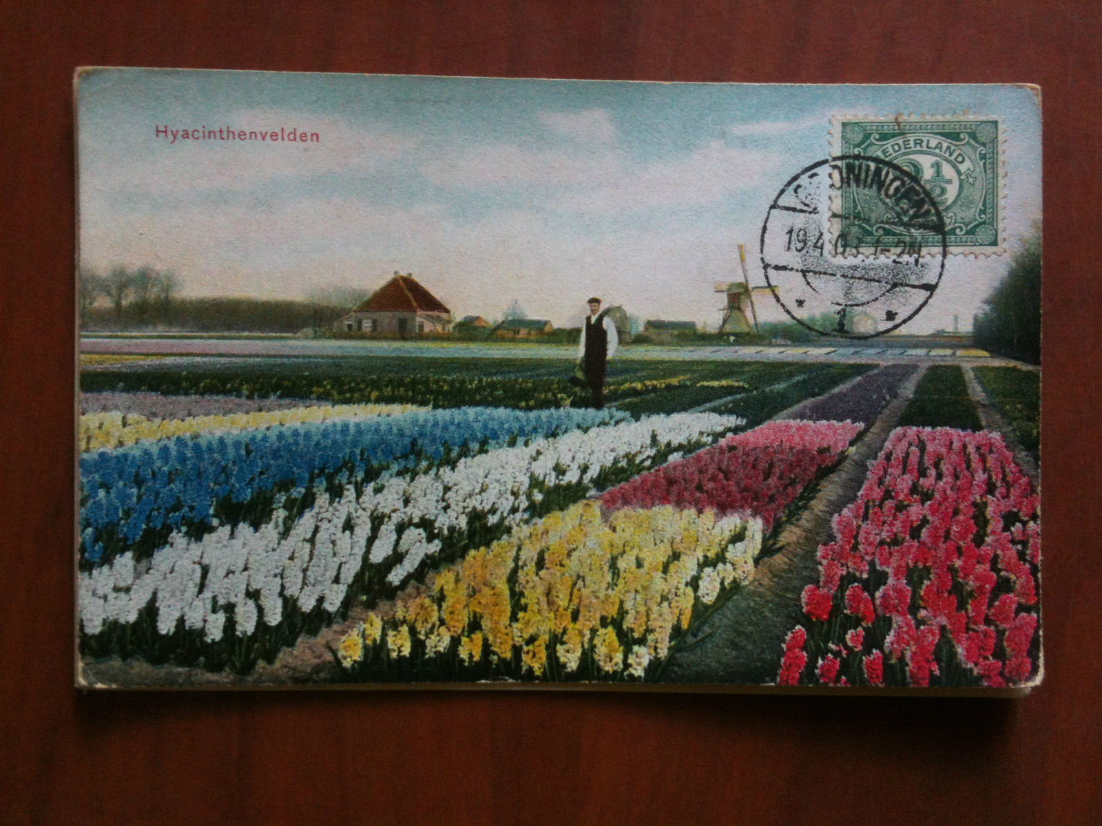 Cartolina Carte Postal debut '900 Nederland Hyacinthenvelden - viaggiata