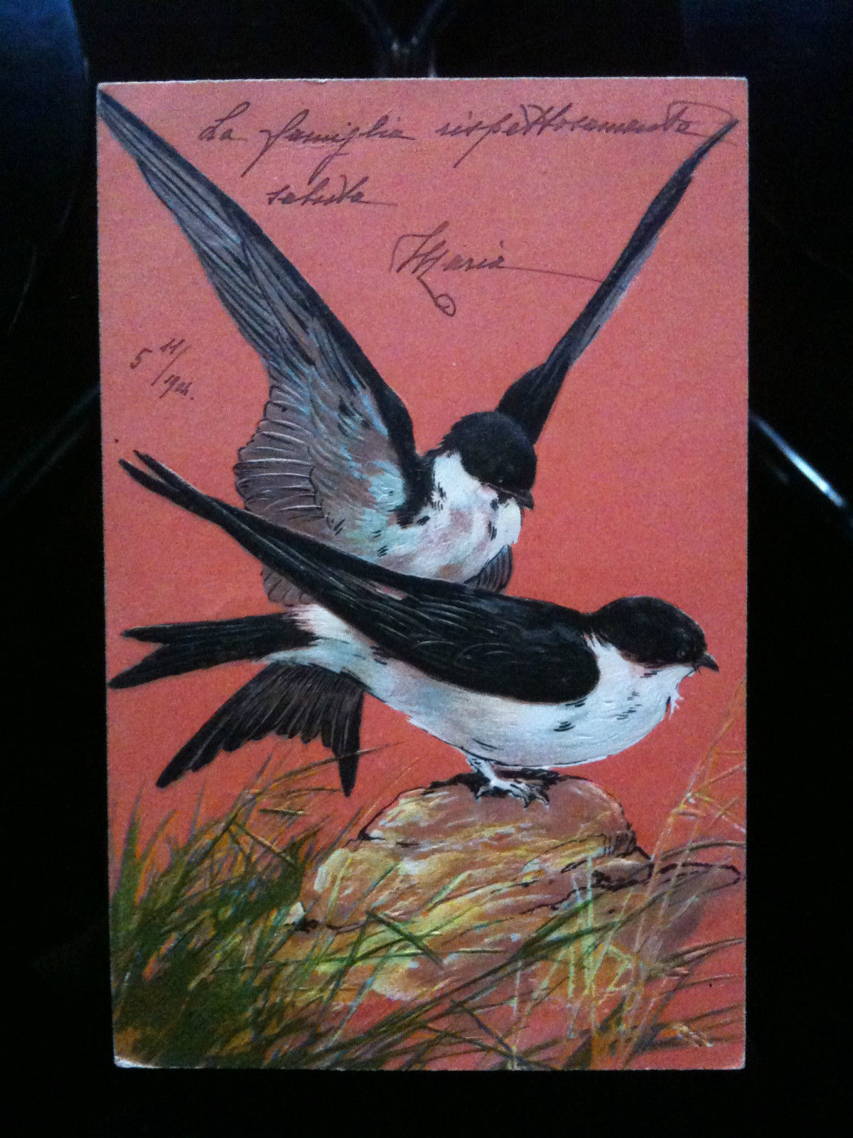 Cartolina illustrata coppia di rondini 1904 - viaggiata