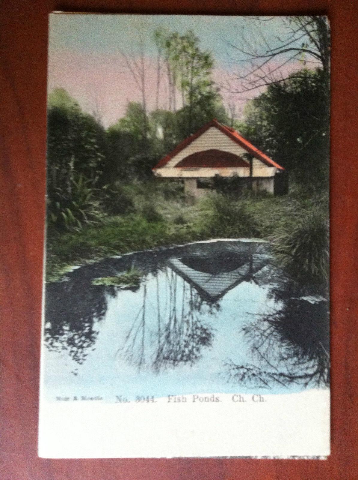 Cartolina Postcard inizi '900 New Zealand Christchurch - non viaggiata …