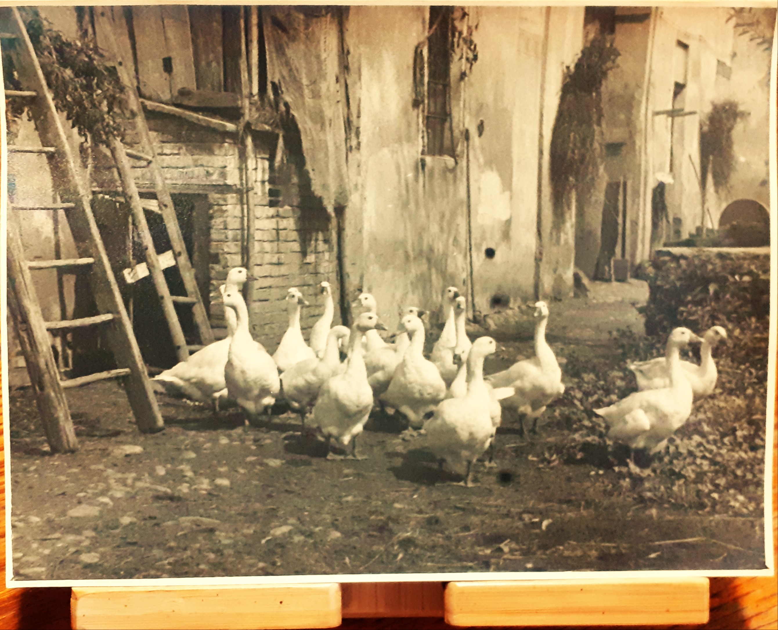 Fotografia originale al Gerbido (Torino) agosto 1947 - fotografo G. …