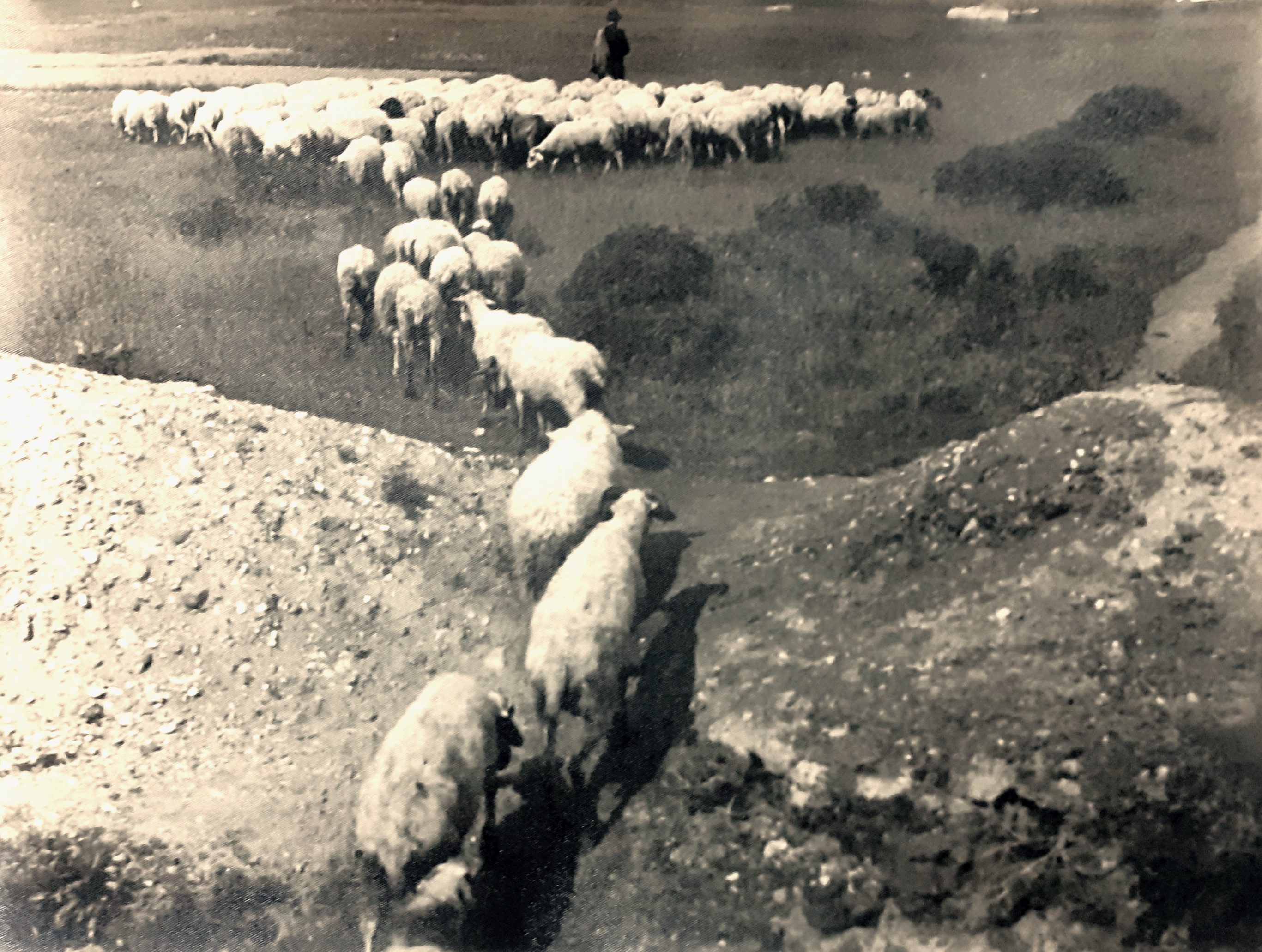 Fotografia originale di G. Pallini Torino Parco Regio aprile 1953