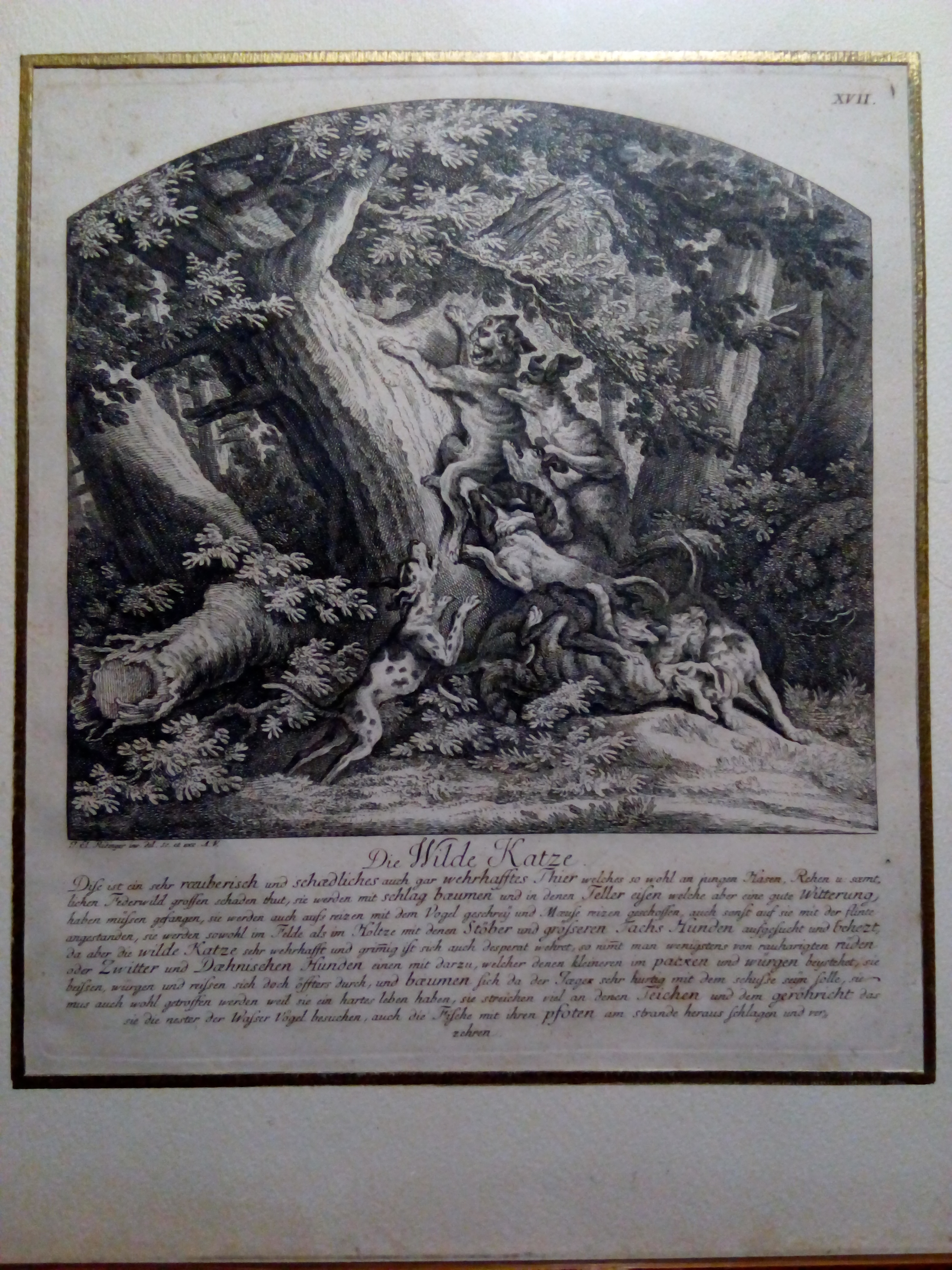 Johann Elias Ridinger Acquaforte originale "Die Wilde Katze settecentesca