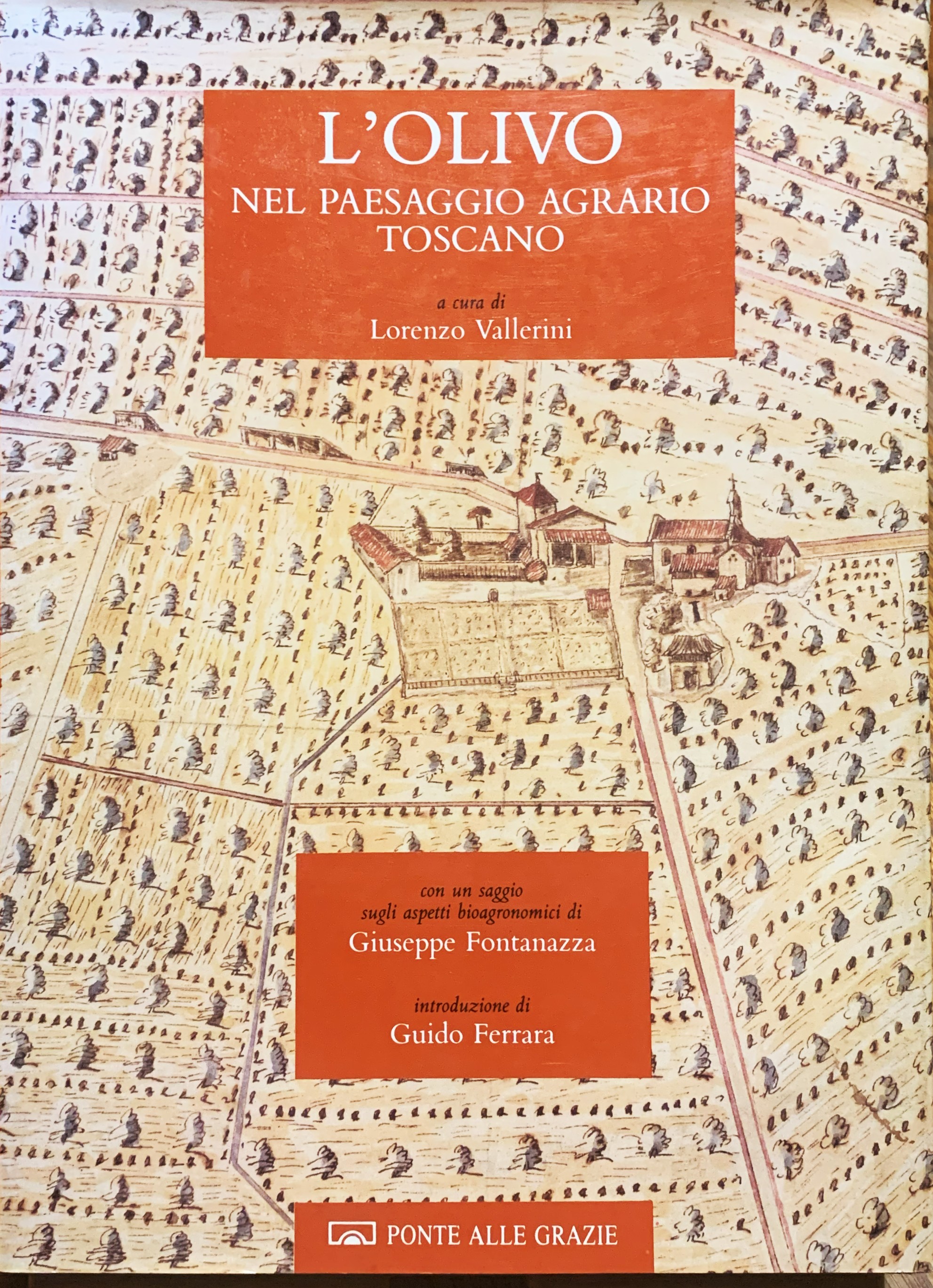 L'olivo nel paesaggio agrario toscano
