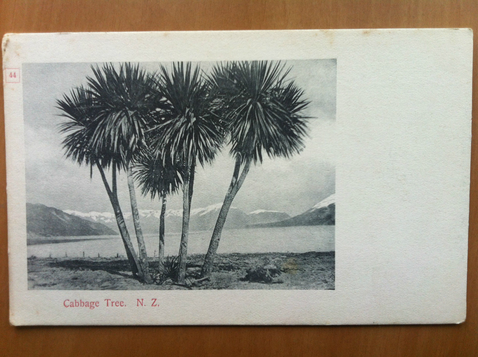 Postcard early '900 New Zealand Cabbage Tree not traveled - …
