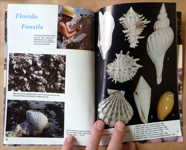 Collectible Shells of Southeastern U.S. Bahamas & Caribbean.