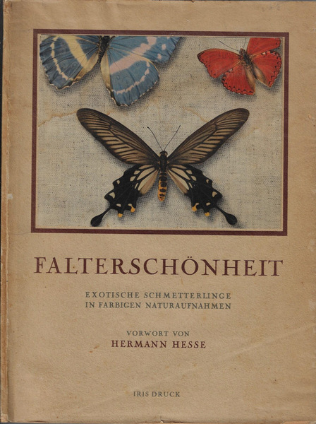 Falterschonheit