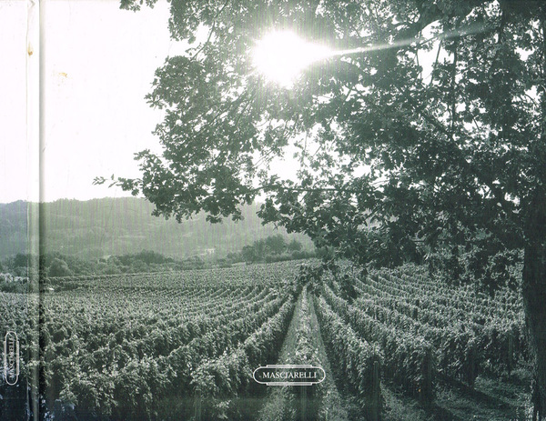 Vini.e dintorni Gianni Masciarelli