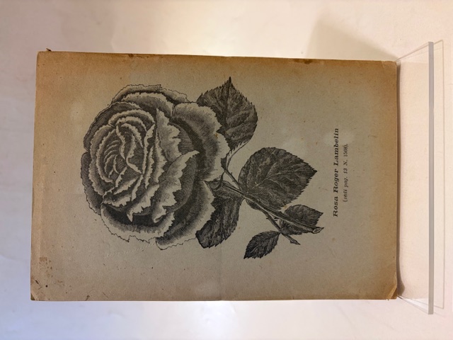 Le Rose.