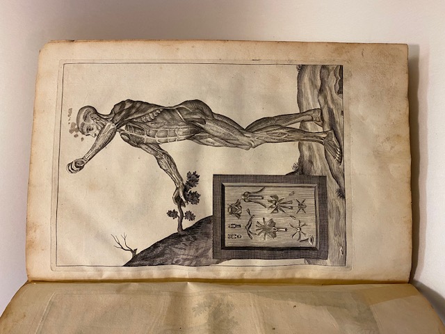 Myographia nova sive musculorum omnium (in corpore humano hactenus repertorum)…