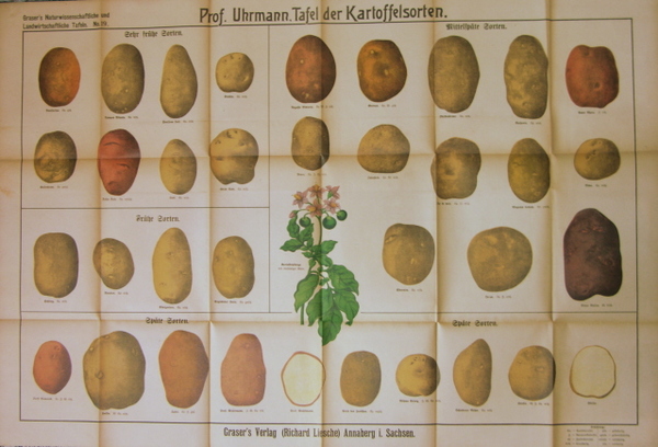 (Affiche) Kartoffelsorten (espèces de pommes de terre) N°19