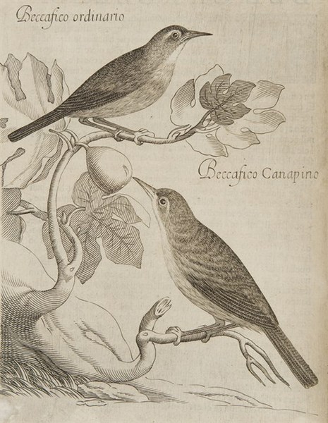 UCCELLIERA overo Discorso della natura e proprietà di diversi uccelli …
