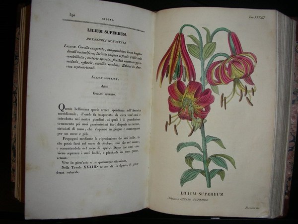 L’ANTOTROFIA ossia la coltivazione de’ fiori di. giardiniere botanico nell’I. …