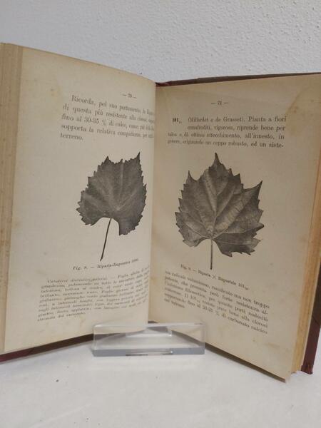 LE VITI AMERICANE e l’innesto.