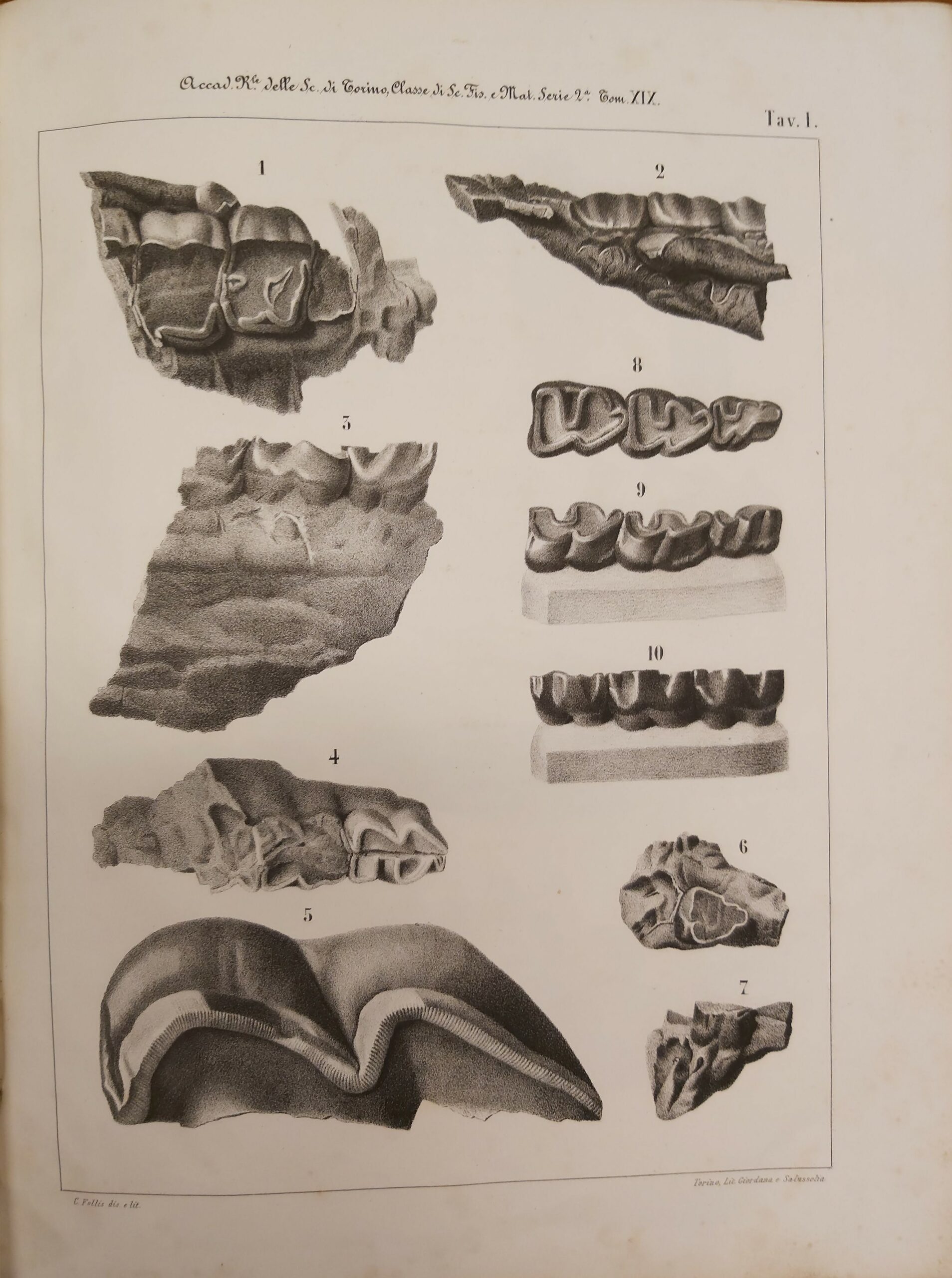 CENNI sui vertebrati fossili del Piemonte.