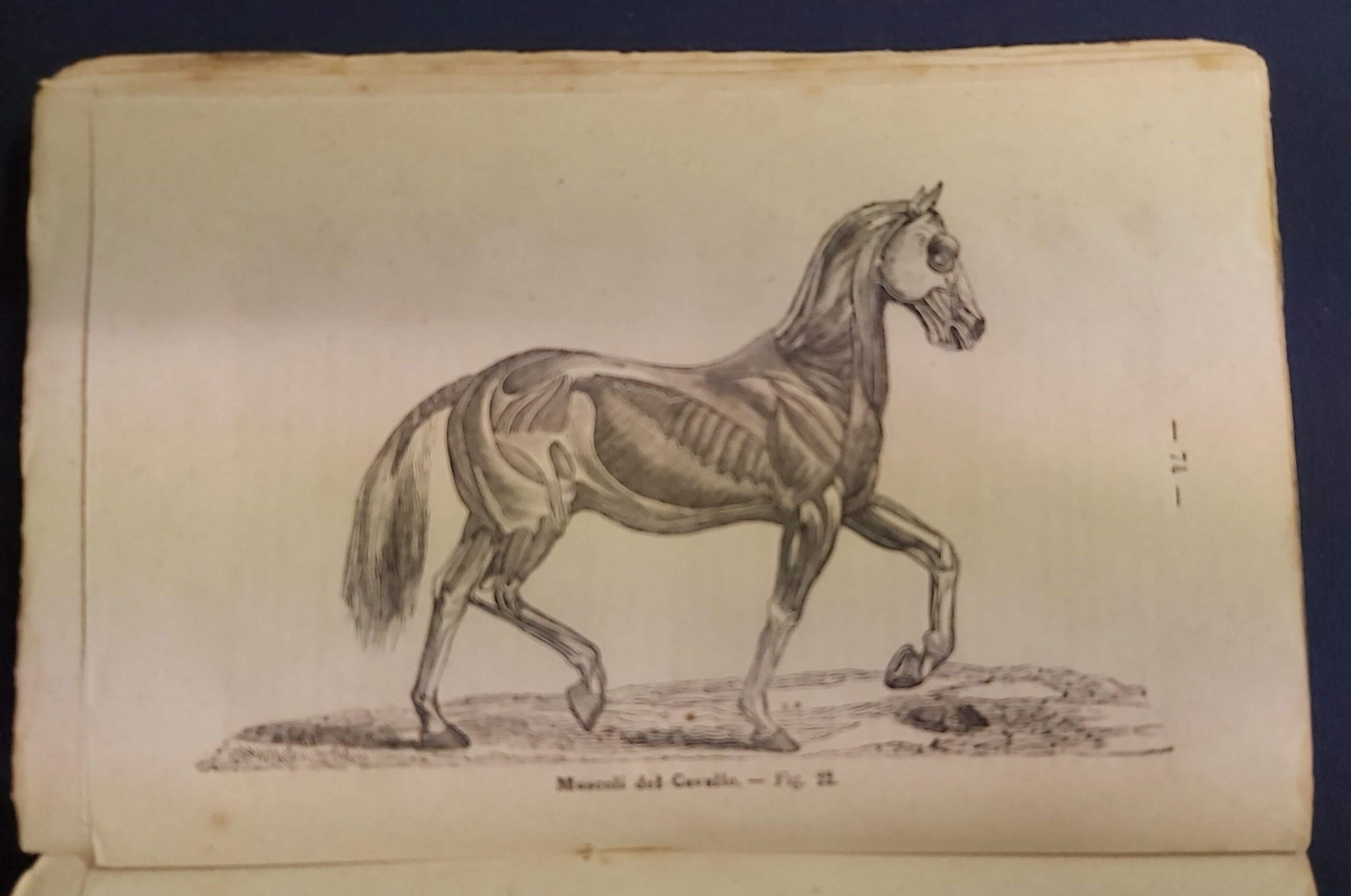 LE BELLEZZE E LE MERAVIGLIE del corpo del cavallo. Esteriore, …