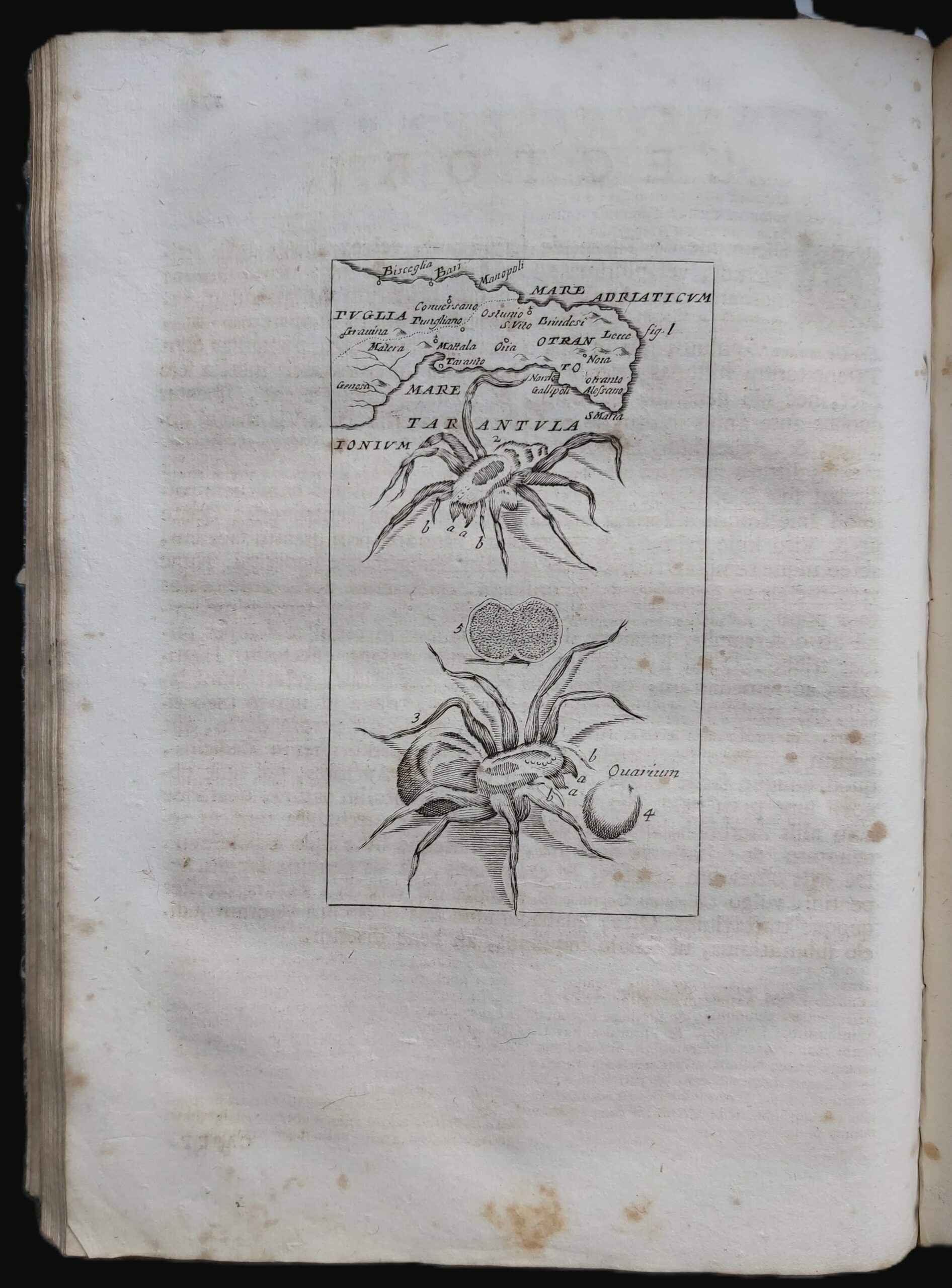 OPERA OMNIA medico-practica & anatomica. Editio inter quamplurimas emendatissima.