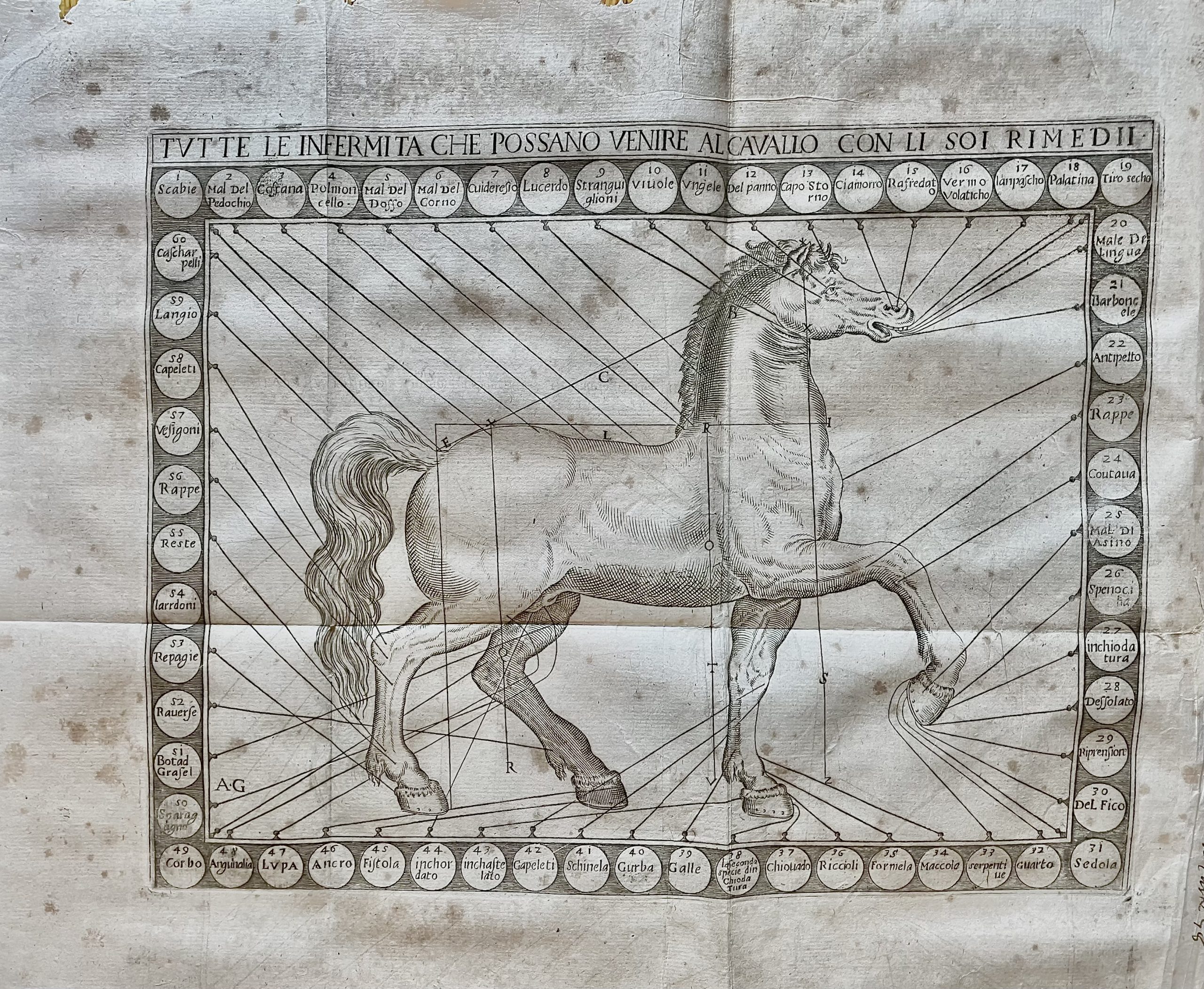 La perfettione del cavallo Libri tre. Nel Primo si tratta …