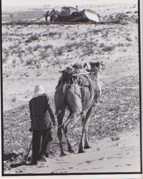 Sinai, Harubah